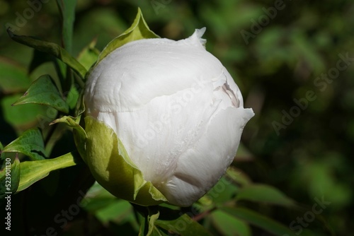 Closeup of white Camellia japonica bud in the botanical garden. photo