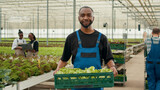 Portrait of african american man holding crate with fresh lettuce production ready for delivery to local business. Organic food grower farmer holding batch of bio vegetables grown in greenhouse.