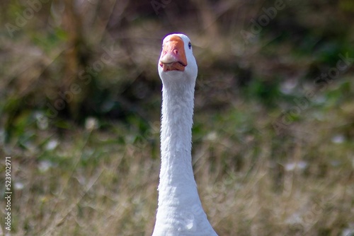 Fotografi Close up photo of a Goose looking at the camera