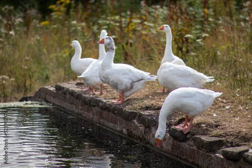 Fotografia A gaggle of geese with one goose dipping head towards water