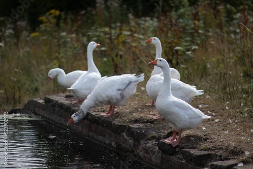 Fotografia, Obraz A gaggle of geese by a canal with one goose getting water