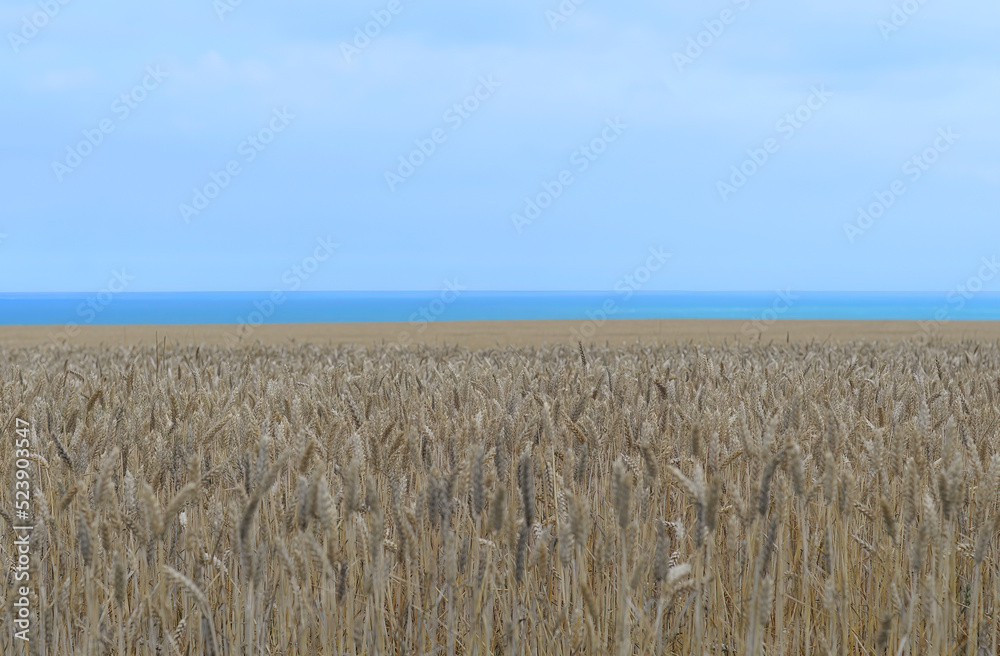 Ripe wheat field at the coast in northern France with beach and North Sea in the back on a summer day