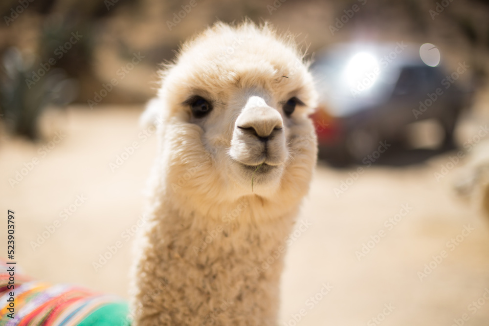 Obraz premium Alpaca mirando a la cámara en un parque recreacional de Perú. Concepto de animales. 