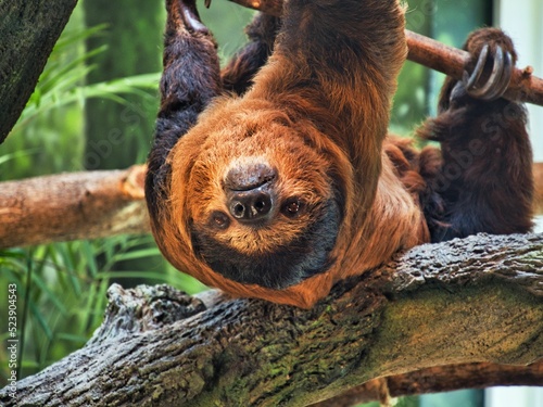 Sloth perching on a tree at the Kansas City Zoo in KC Missouri MO KCMO - Arnie the Sloth photo