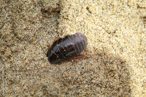 Nahaufnahme eines schabenähnliches Insektes im Sand.
 photo