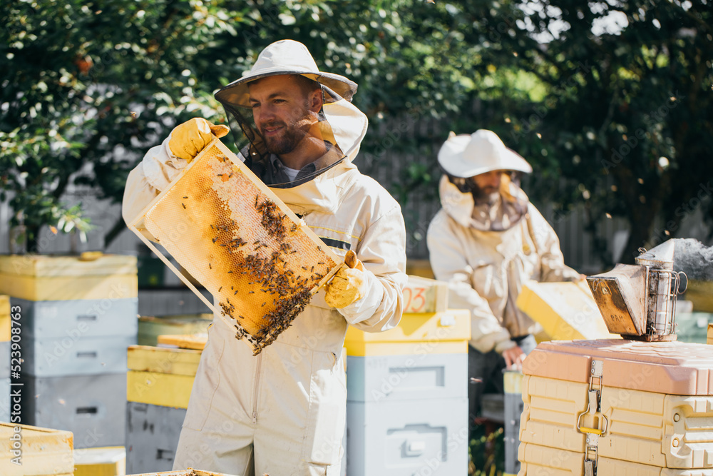 Two beekeepers works with honeycomb full of bees, in protective uniform working on a small apiary farm, getting honeycomb from the wooden beehive. Apiculture. Experience transfer concept Two beekeepers works with honeycomb full of bees, in protective uniform working on a small apiary farm, getting honeycomb from the wooden beehive. Apiculture. Experience transfer concept