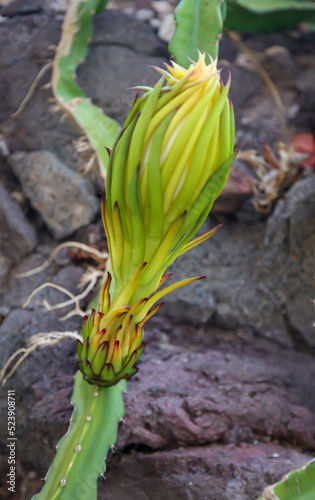 Die Bl  te  Knospe der Drachenfrucht  Kaktus der Drachenfrucht.