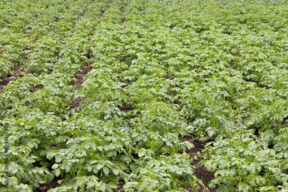Young potato plants with fresh green leaves in a row