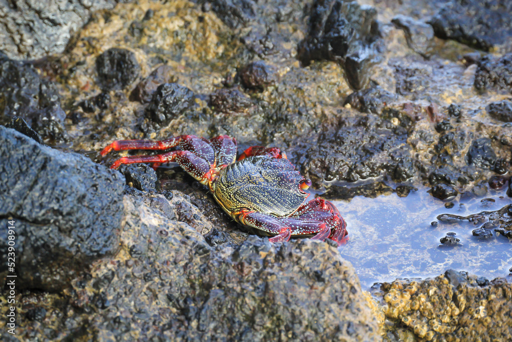 Eine rote Klippenkrabbe oder auch rote Felsenkrabbe auf einem Felsen am Meer.
Eine rote Klippenkrabbe oder auch rote Felsenkrabbe auf einem Felsen am Meer.