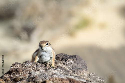 Ein Altlashörnchen auf der Insel Fuerteventura.
 photo