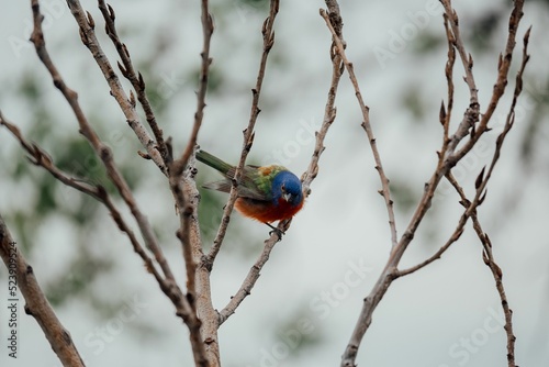 Closeup of a Painted Bunting sitting on a leafless tree photo