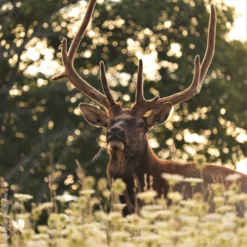 Majestic Bull Male Elk with Antlers in the Morning Light © 1wildlifer