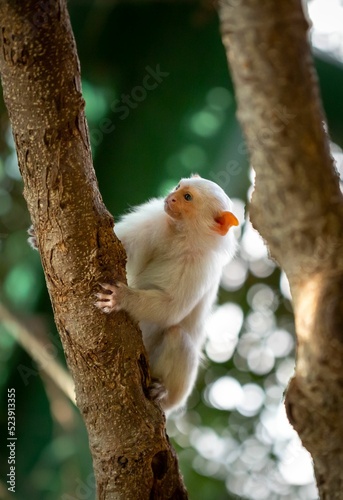 Closeup shot of a white Silvery marmoset monkey photo