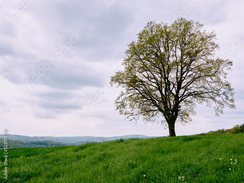 tree on a hill