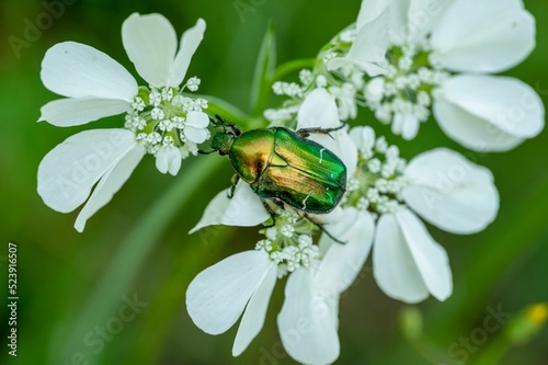 Valokuva Closeup shot of a flower chafer beetle on white laceflower (Orlaya grandiflora)