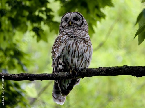 Canvas Print Close-up shot of a barred owl on a branch