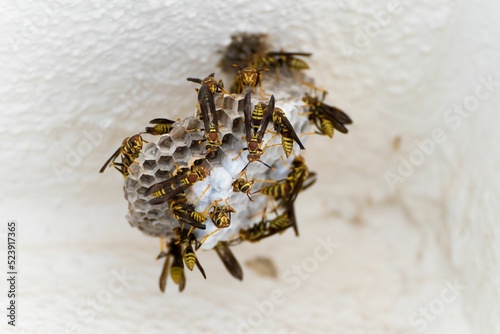 Closeup of wasps swarming on a vespiary photo