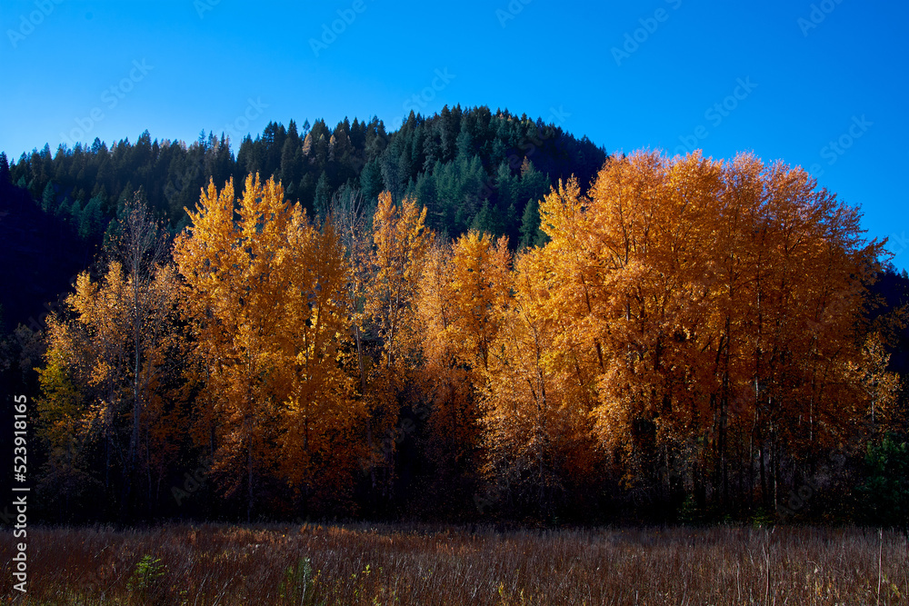 Sunlit fall colors on a grove of aspen trees in the Rocky Mountain foothills near Coeur d' Alene, Idaho.