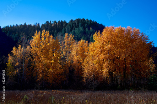 Sunlit fall colors on a grove of aspen trees in the Rocky Mountain foothills near Coeur d' Alene, Idaho. photo