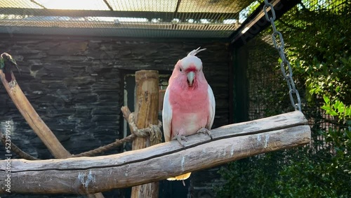 Rose Breasted Cockatoo At The Zoo photo