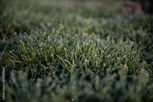 Kentucky Blue Grass With Morning Dew