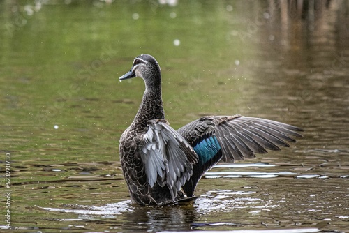 Closeup shot of an Austrial duck with some blue feathers in a lake photo