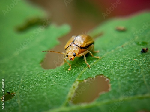 Macro shot of an Aulacophora on a green leaf photo