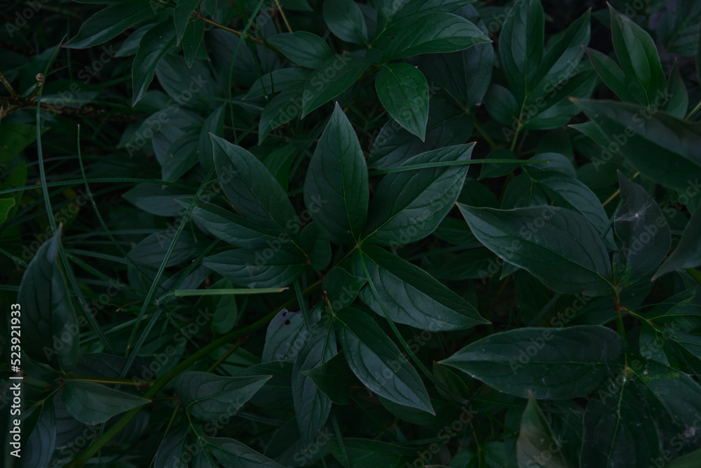 Bright green leaves close-up with the effect of processing texture large foliage nature dark green background Bright green leaves close-up with the effect of processing texture large foliage nature dark green background