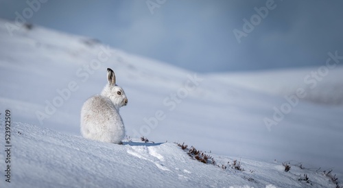 Closeup shot of a cute mountain hare in the snow