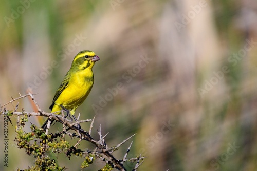 Yellow Canary (Crithagra flaviventris) photo