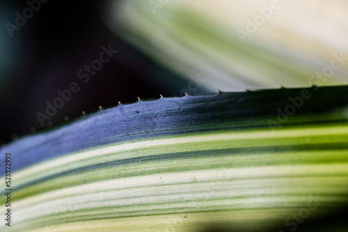 folha de bromélia com espinhos pequenos  photo