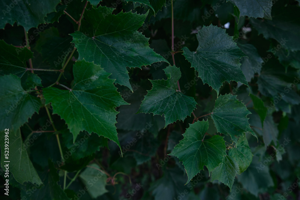 Bright green leaves close-up with the effect of processing texture large foliage nature dark green background Bright green leaves close-up with the effect of processing texture large foliage nature dark green background