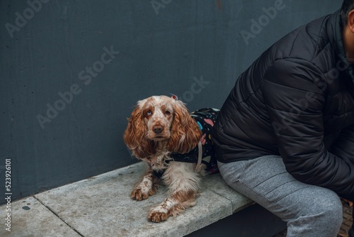English cocker spaniel dog sitting next to its owner on a stone bench