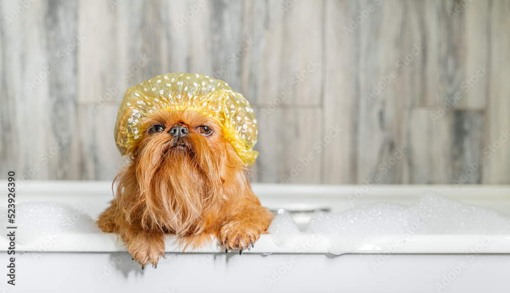 Brussels Griffon in the bath, wearing a bathing cap.