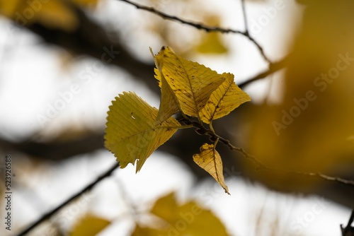 Canvas-taulu Shallow focus shot of the fall leaves on tree twig with blur background