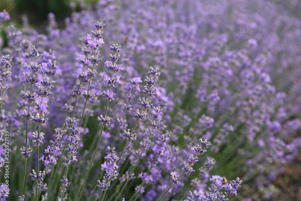 Beautiful lavender flowers growing in field, closeup Beautiful lavender flowers growing in field, closeup