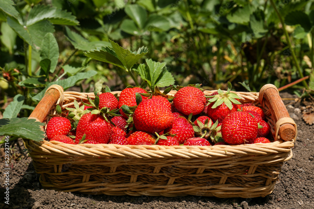 Basket with delicious fresh red strawberries on ground outdoors Basket with delicious fresh red strawberries on ground outdoors
