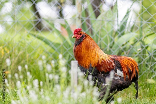 Closeup of a rooster walking in green grass on a farm
