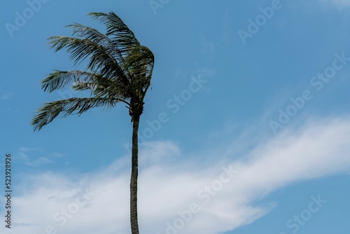 Photography Look up a tropical palm tree at East Coast Park, Singapore.