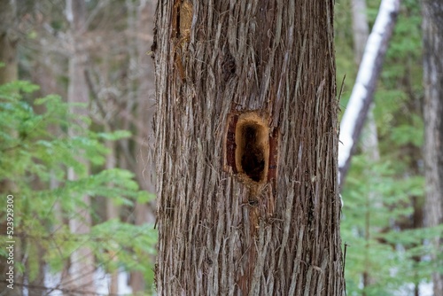 Εκτύπωση καμβά Squirrel hallow in a tree trunk in the forest