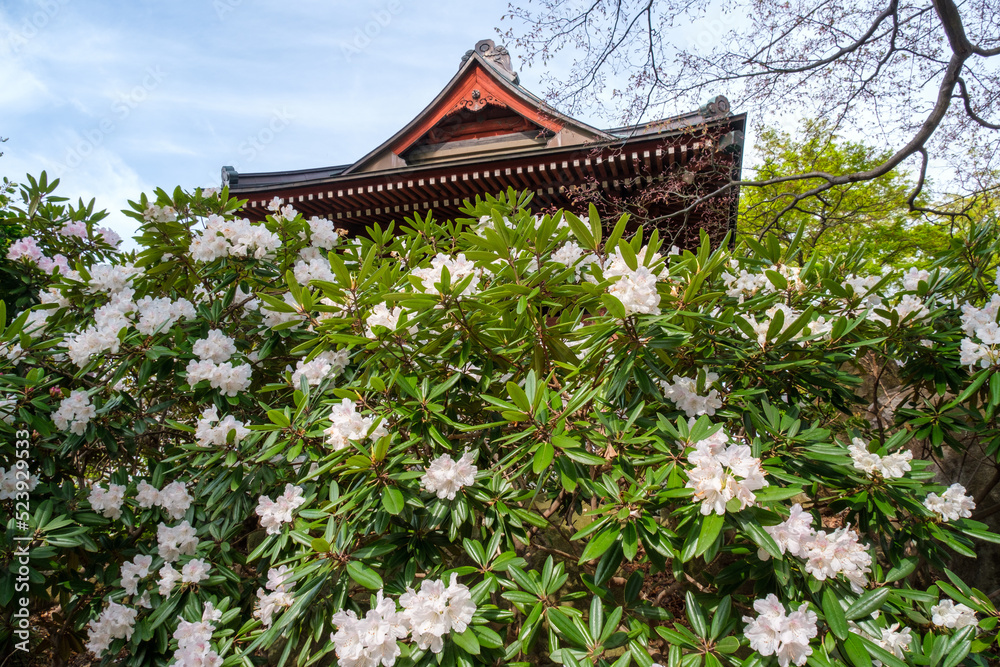 石楠花と青空 石楠花と青空