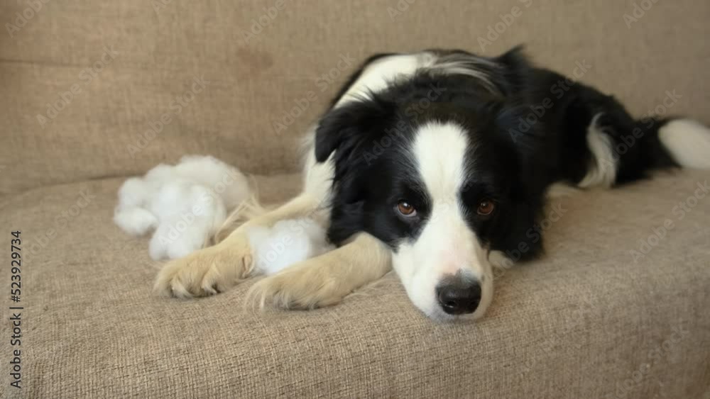 Naughty playful puppy dog border collie after mischief biting pillow lying on couch at home. Guilty dog and destroyed living room. Damage messy home and puppy with funny guilty look Naughty playful puppy dog border collie after mischief biting pillow lying on couch at home. Guilty dog and destroyed living room. Damage messy home and puppy with funny guilty look