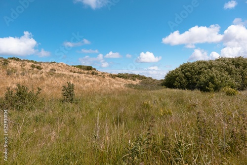 Beautiful view of the Ameland dunes with lush grass and trees  isolated on a blue sky background photo