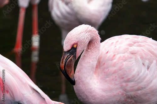 Closeup of a pink Chilean flamingo head against a lake with other birds photo