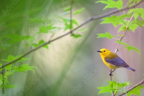 Closeup shot of a prothonotary warbler on a tiny tree branch with bright green leaves photo