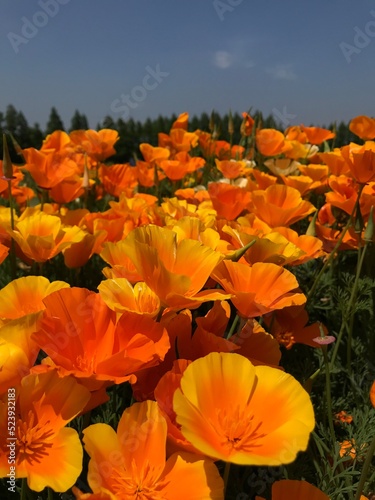 orange flower field