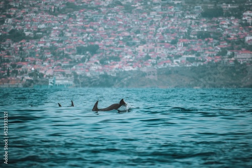 Dolphin's dorsal fins in the water with the Maderia coastal buildings in the background photo