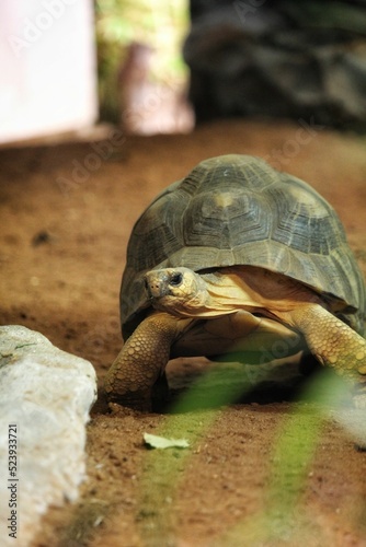 Vertical view of a ploughshare tortoise walking on the soil photo