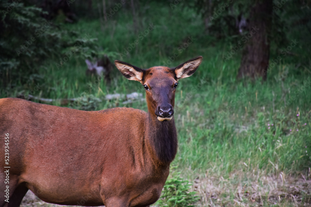 Portrait of female elk in a forest looking straight at camera Portrait of female elk in a forest looking straight at camera
