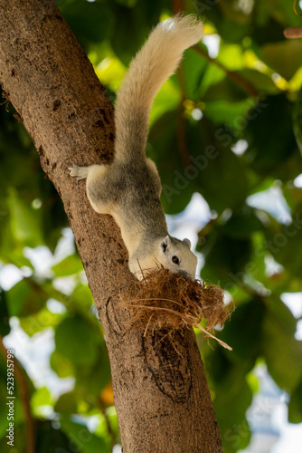 The Asian squirrel gathers material for its nest litter.